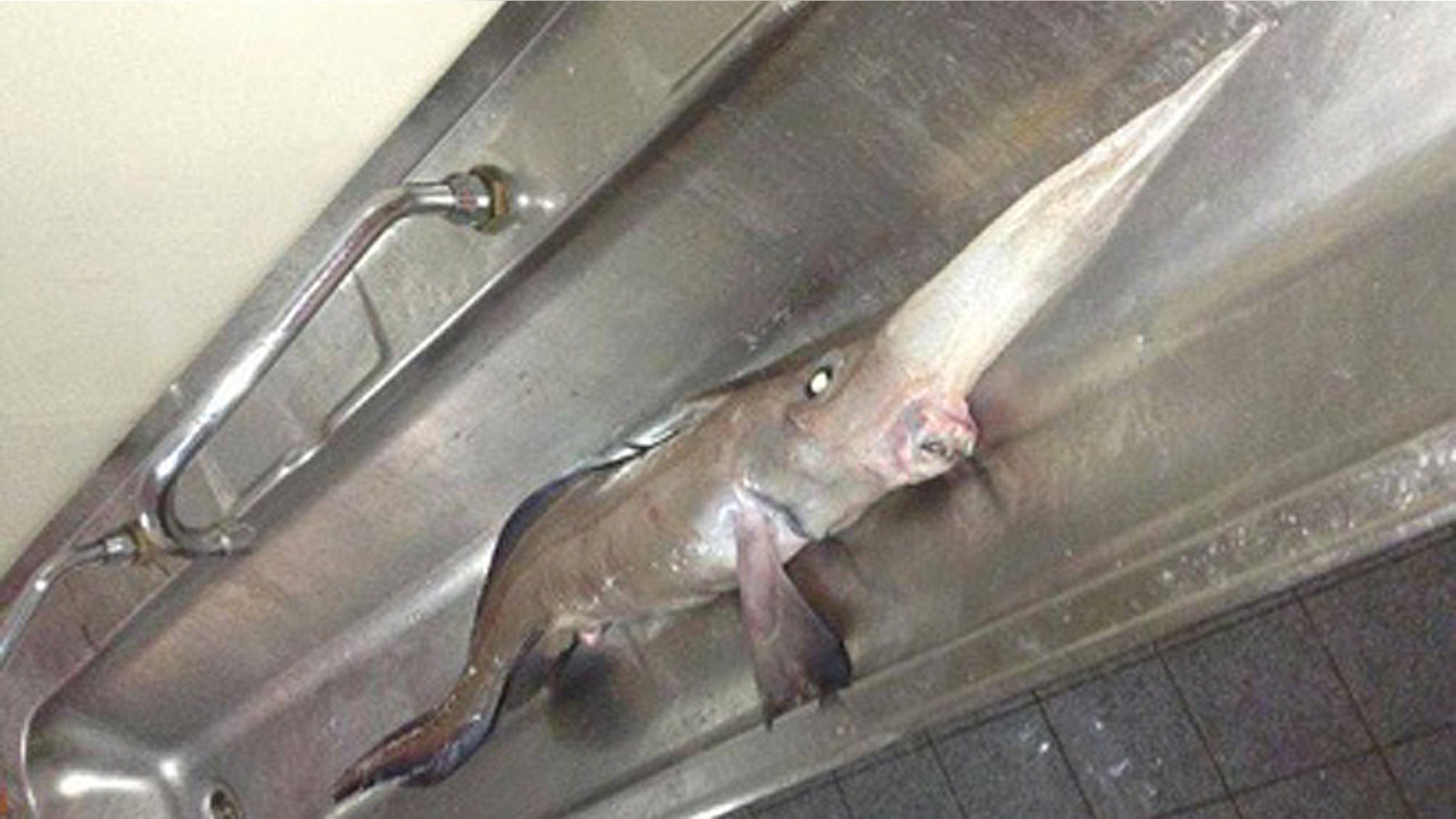 The Long Nosed Chimaera displays traits from both a shark and a stingray.