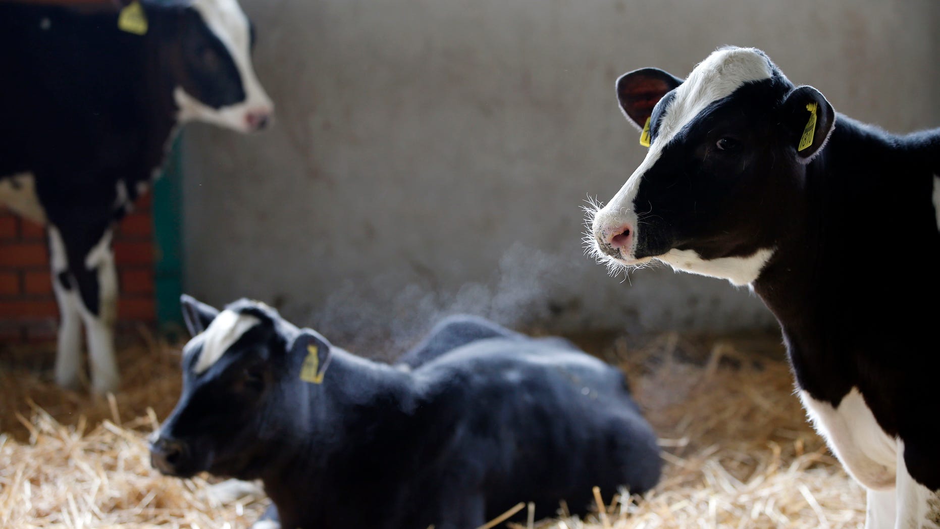 Feb. 20, 2013: Authorities in Serbia ordered an unspecified number of dairies to withdraw their milk from shops pending tests for a toxin released by fungi often found in grains, the agriculture ministry said.