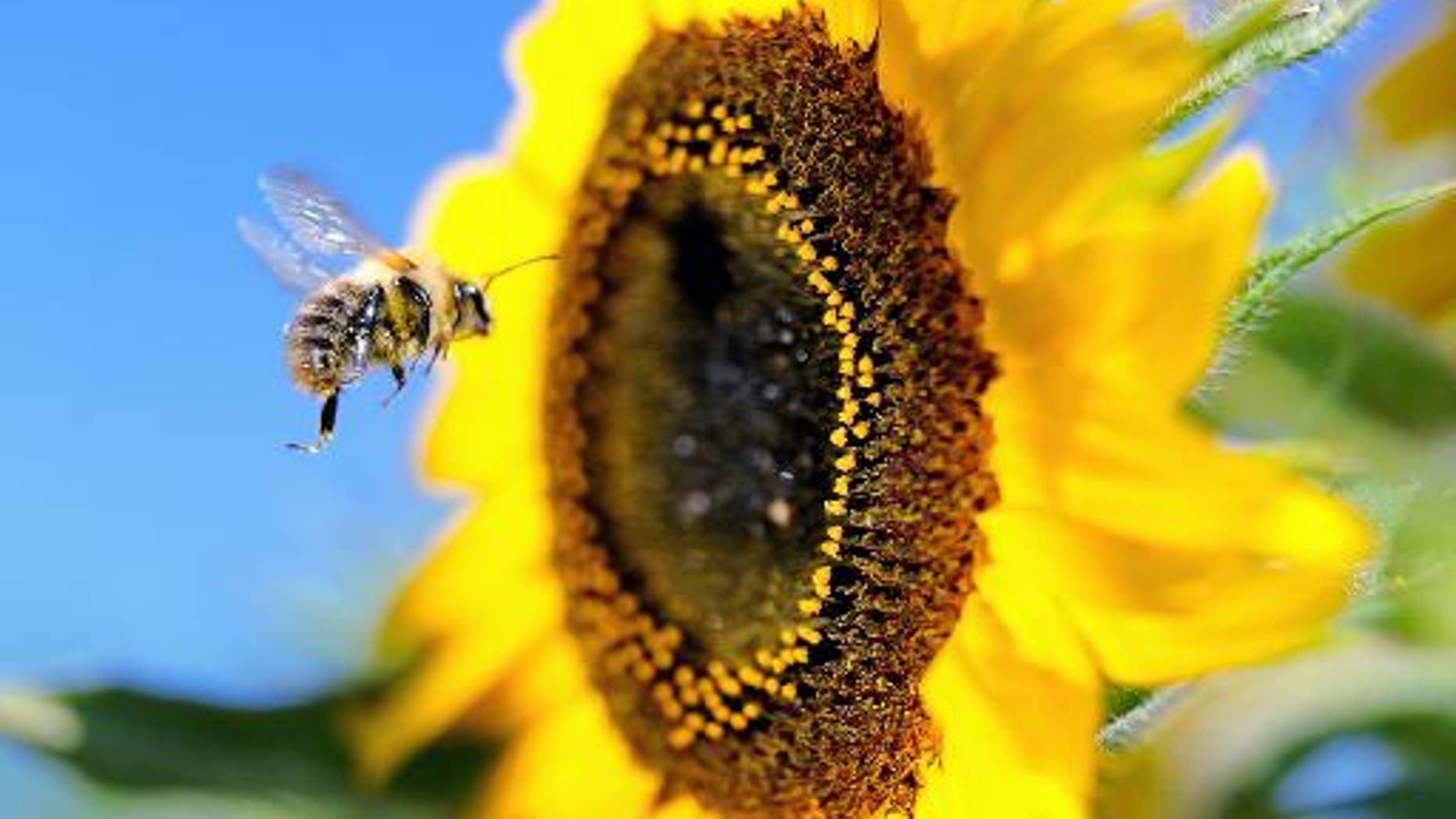 Sept. 4, 2013: A bumblebee flies next to a sunflower in Godewaersvelde, northern France.