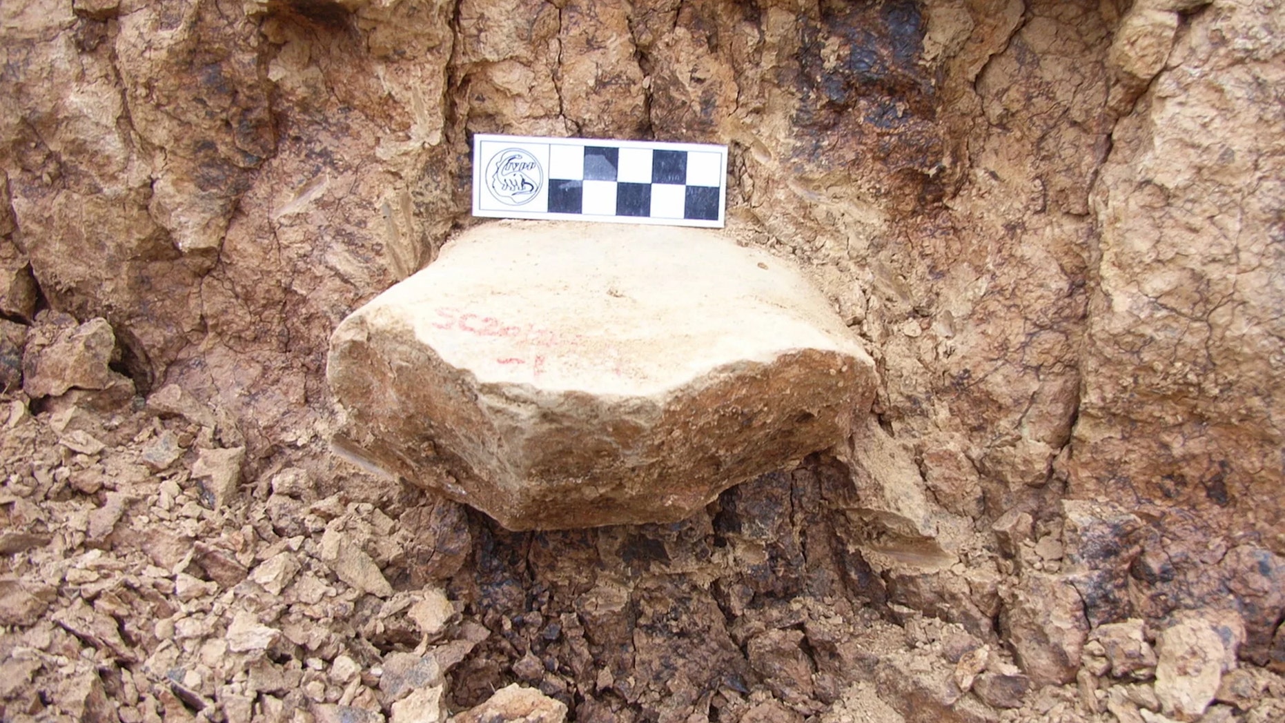One of the artifacts gets excavated from a layer that is 2.1 million years old. The artifact here is a stone from which three flakes were removed. Credit: Zhaoyu Zhu