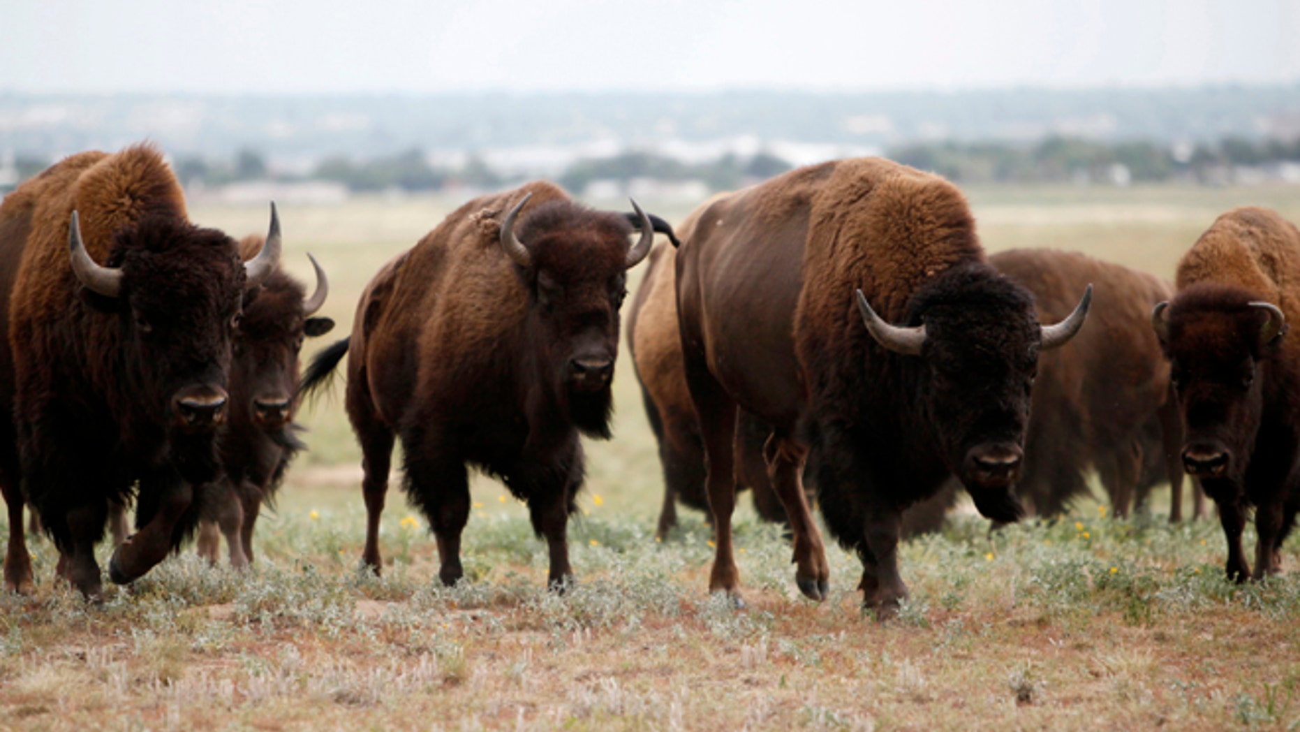 Wild bison climb a ridge at the Rocky Mountain Arsenal National Wildlife Refuge August 6, 2009.