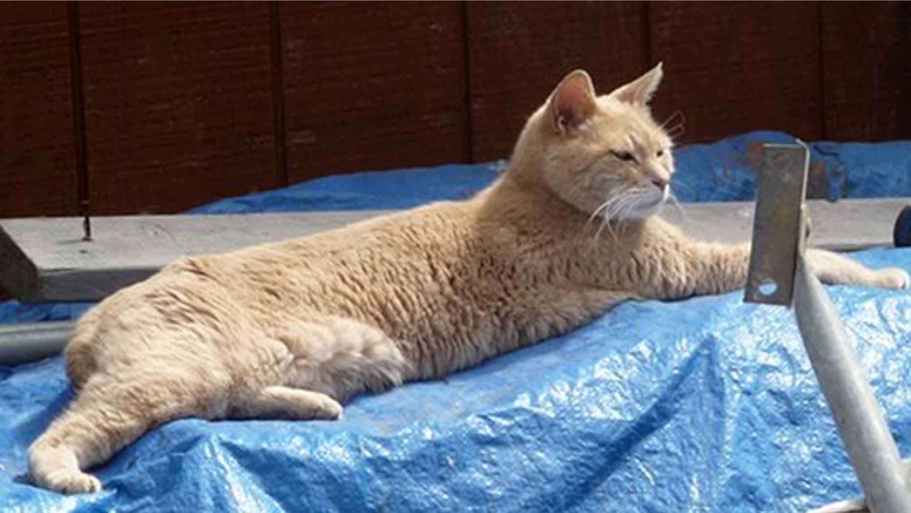 July 11, 2012: This photo provided by Sandy Bubar shows a cat named Stubbs lies on a tarp in an alley in Talkeetna, Alaska.
