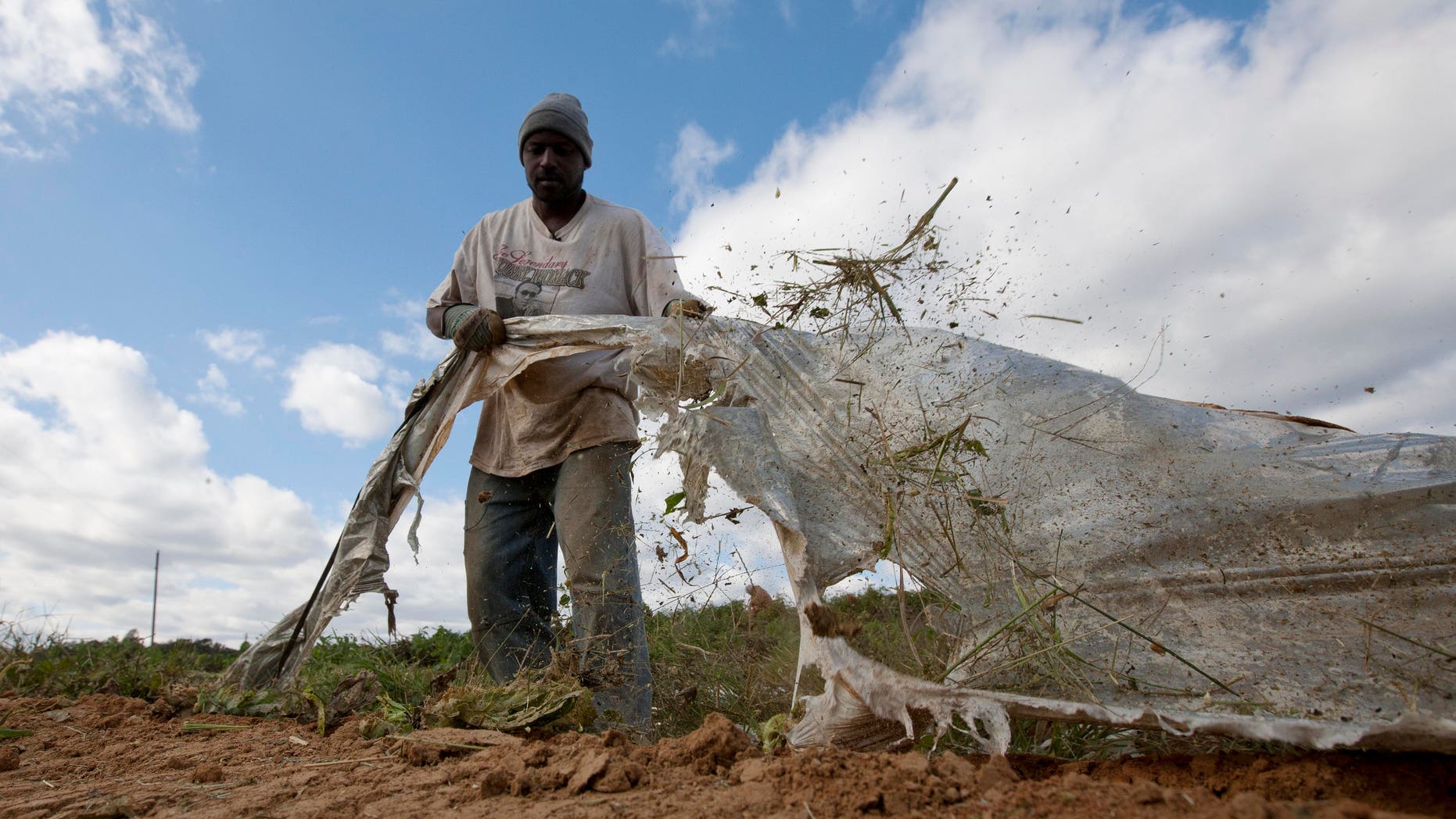 Titus Howard of Birmingham, Ala., pulls plastic from fields as he tries his hand at field work in Steele, Ala., Thursday, Oct. 20, 2011. Howard took on the job after migrant workers fled the area because of the stiff new Alabama immigration law, leaving many farmers without enough help to harvest their crops. (AP Photo/Dave Martin)