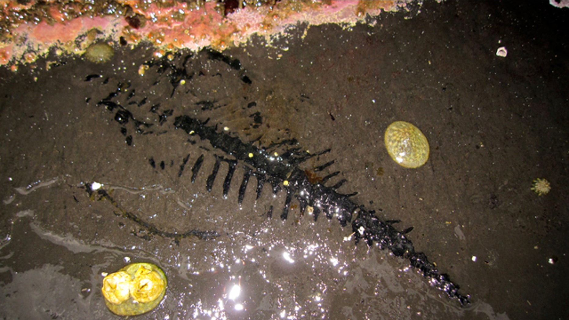 Low tides revealed this rare fossil find in Alaska.