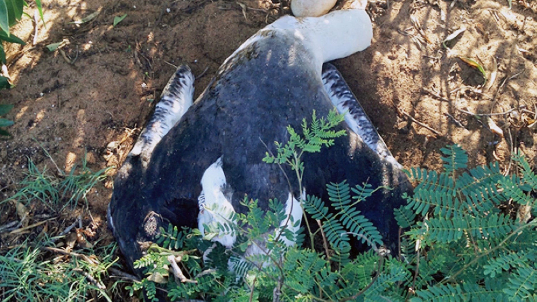 This Dec. 29, 2015, photo provided by the Hawaii Department of Land and Natural Resources shows an albatross that had been killed on its nest with an egg at Kaena Point Natural Area Reserve on the westernmost point of Oahu in Hawaii.