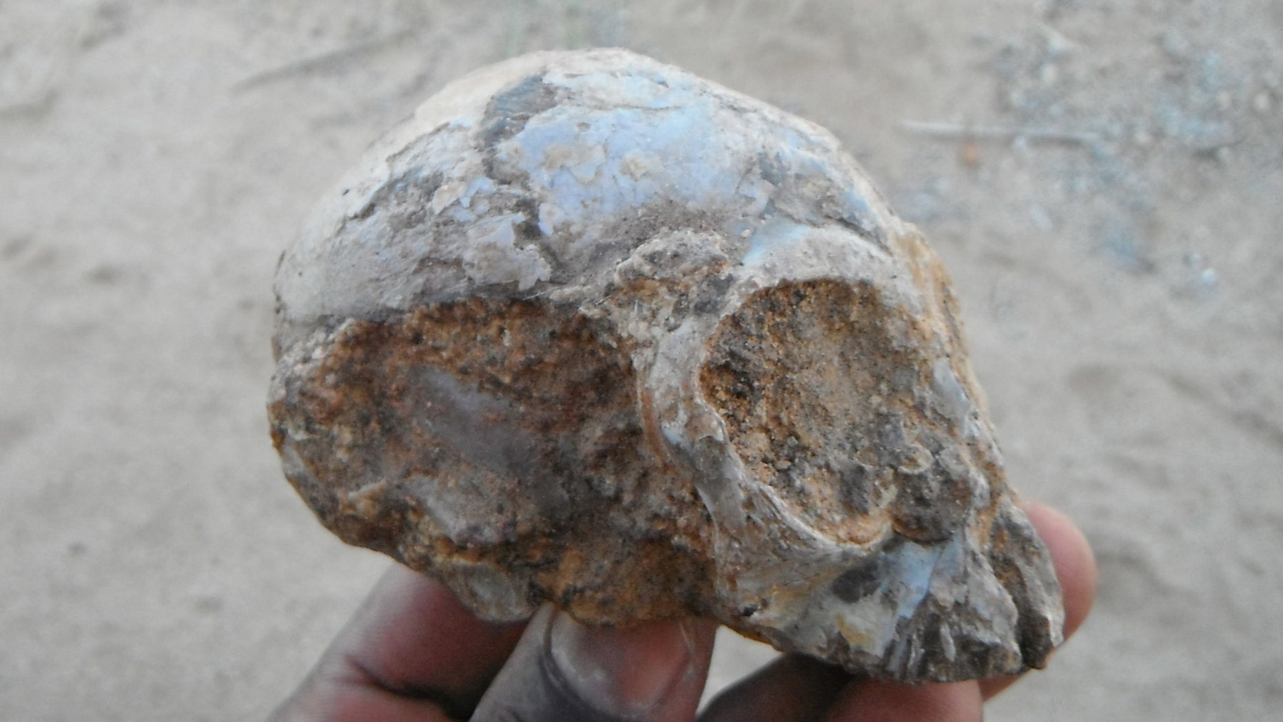 The Alesi fossil skull is seen after attached sandstone rock was partially removed at the Turkana Basin Insitute near Lodwar, Kenya. The lemon-sized fossil skull of an infant ape nicknamed Alesi that inhabited a Kenyan forest about 13 million years ago is offering a peek at what the long-ago common ancestor of people and all modern apes may have looked like as seen in this handout photo obtained by Reuters August 8, 2017. (Christopher Kiarie/Stony Brook University/Handout via REUTERS)