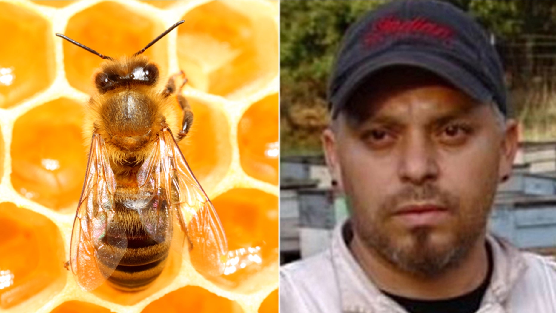 An estimated 200,000 honeybees owned by beekeeper Alfonso Perez were killed Saturday after suspected vandals doused them with gasoline.