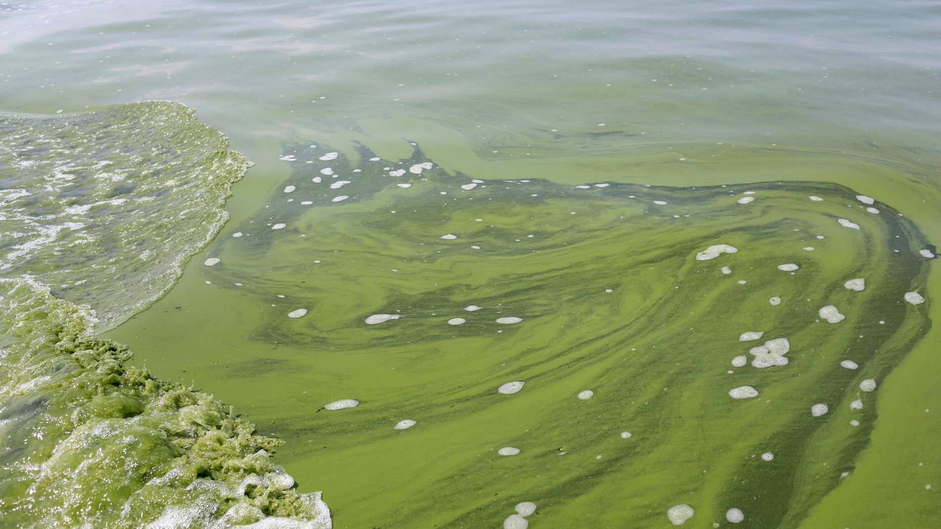 FILE - In this Aug. 3, 2014, file photo, an algae bloom covers Lake Erie near the City of Toledo water intake crib off the shore of Curtice, Ohio. Scientists are predicting a "significant" algae bloom will form this summer on western Lake Erie, a continuing health hazard in a region where algae toxins forced a temporary tap water shutdown in 2014. (AP Photo/Haraz N. Ghanbari, File)