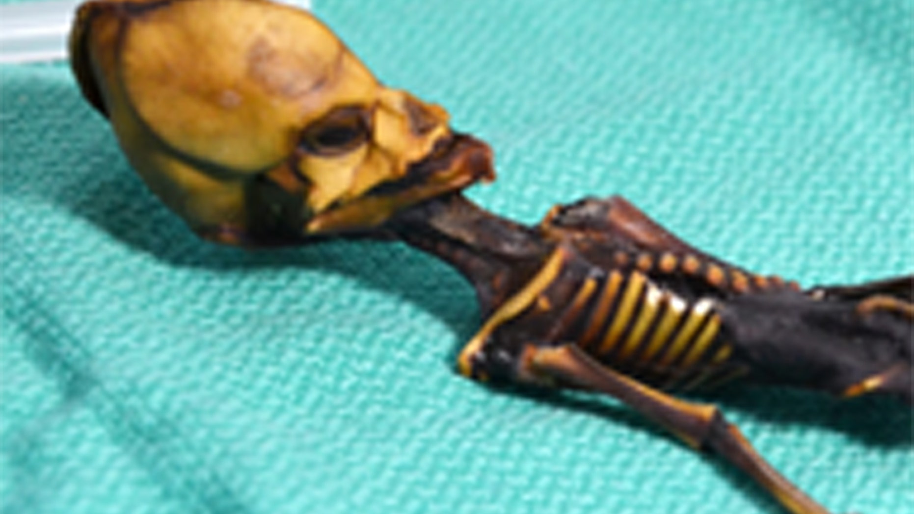 A mummified specimen from Chile's Atacama region prompted speculation for a decade about the find's peculiar skull. Credit: Dr. Steven Greer/SiriusDisclosure.com