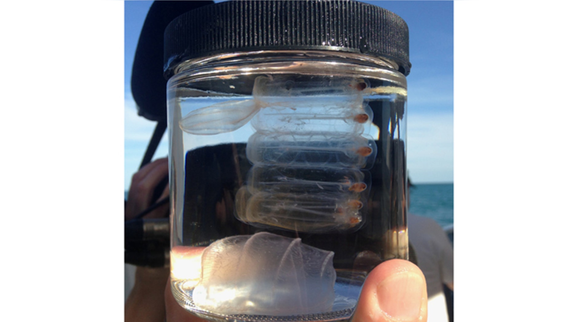 March 30, 2014: This photo shows a sea salp and some mysterious creatures named comb jellies, caught by University of Florida neurobiologist Leonid Moroz while diving in the Gulf Stream off the coast of Florida.