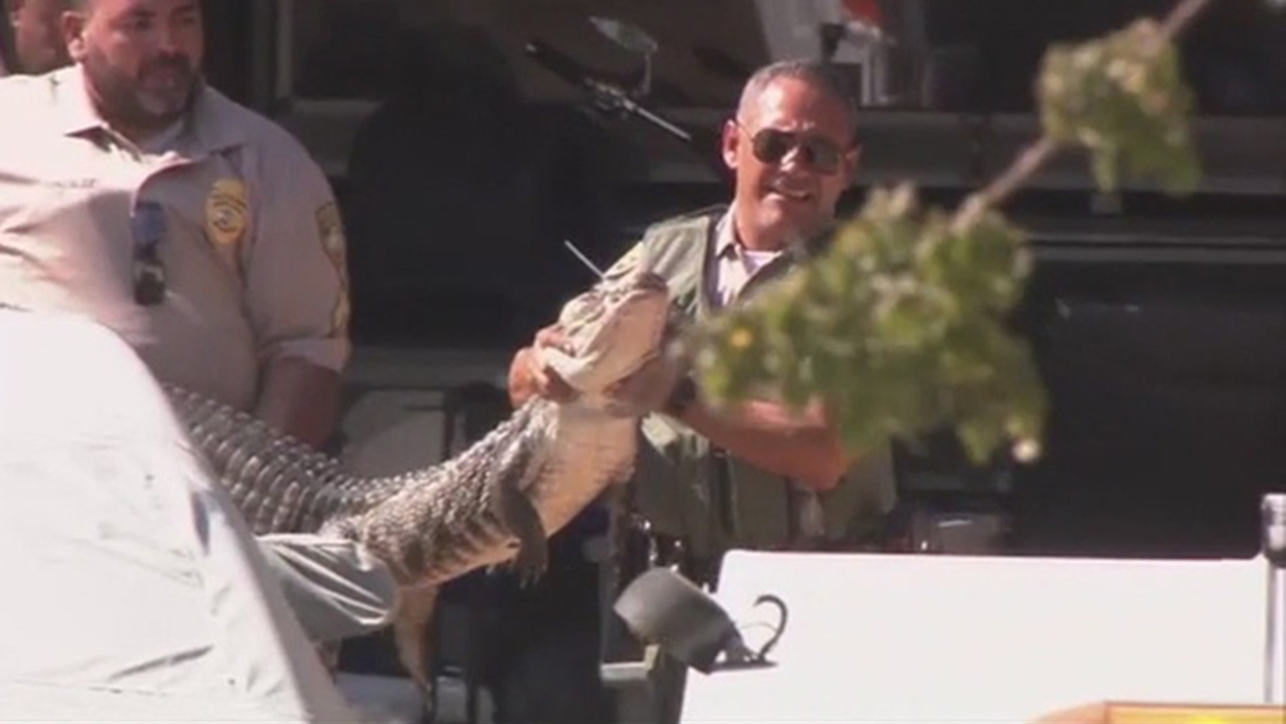 At least 84 snakes were taken from the Thousand Oaks property, the Los Angeles Times reported.