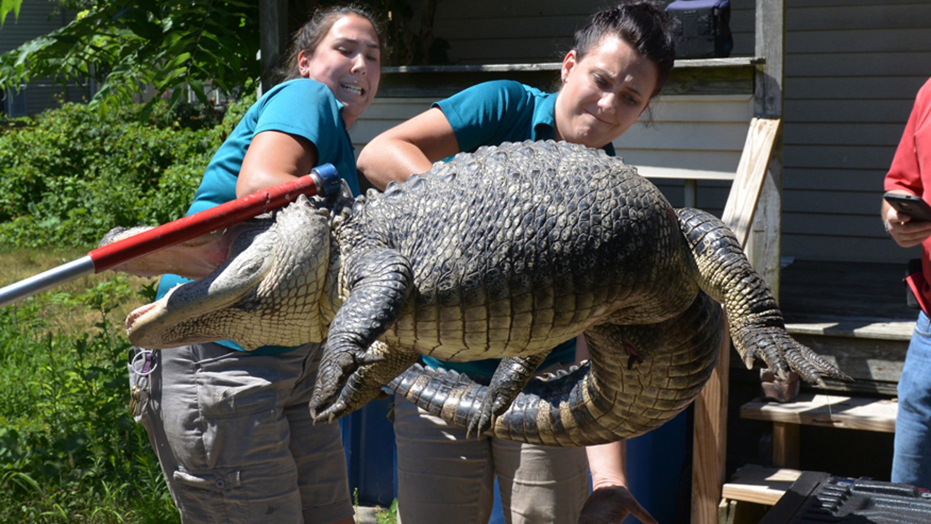 Aug. 4, 2016: West Springfield- Representatives from the Zoo at Forest Park in Springfield, Mass., handle a 6-foot long 150 pound alligator found in the backyard in West Springfield, Mass.