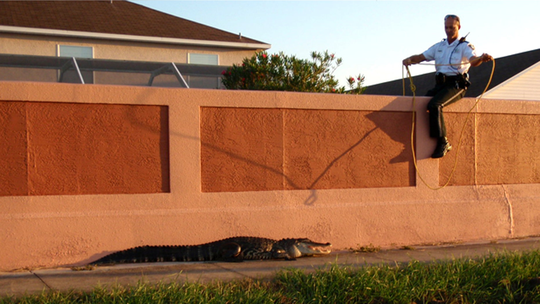 Pinellas County Sheriff’s Office deputies captured a seven and a half foot alligator as it walked toward a school crossing at Forest Lakes Elementary School in Oldsmar, Florida.