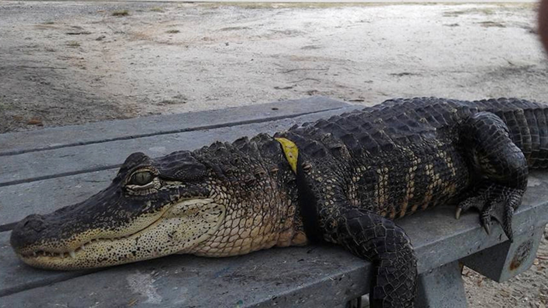 Dec. 15, 2015: Mary Thorn's pet alligator named Rambo is seen, in Lakeland, Fla.