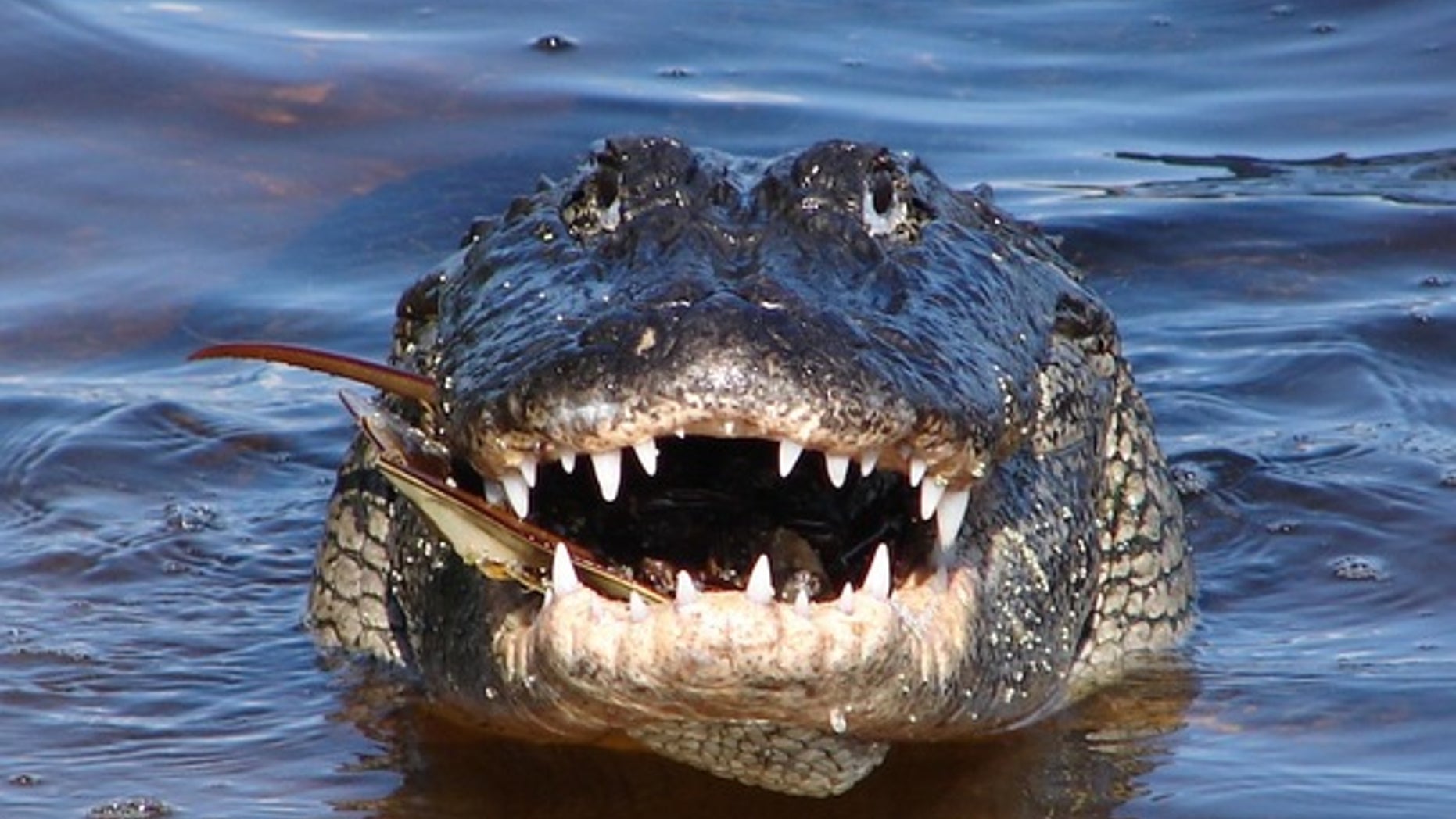 An American alligator's grin reveals rows of sharp teeth.