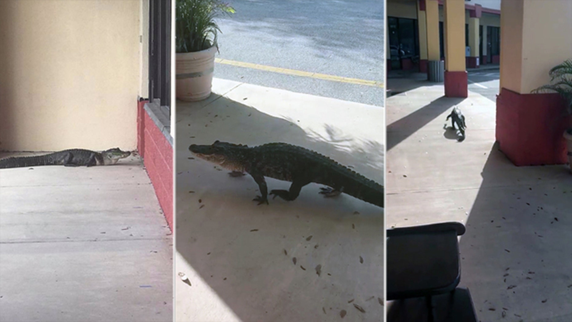 An alligator was found doing “window shopping” outside the consignment antique mall Junque in the Trunk in Flagler Beach, Florida.