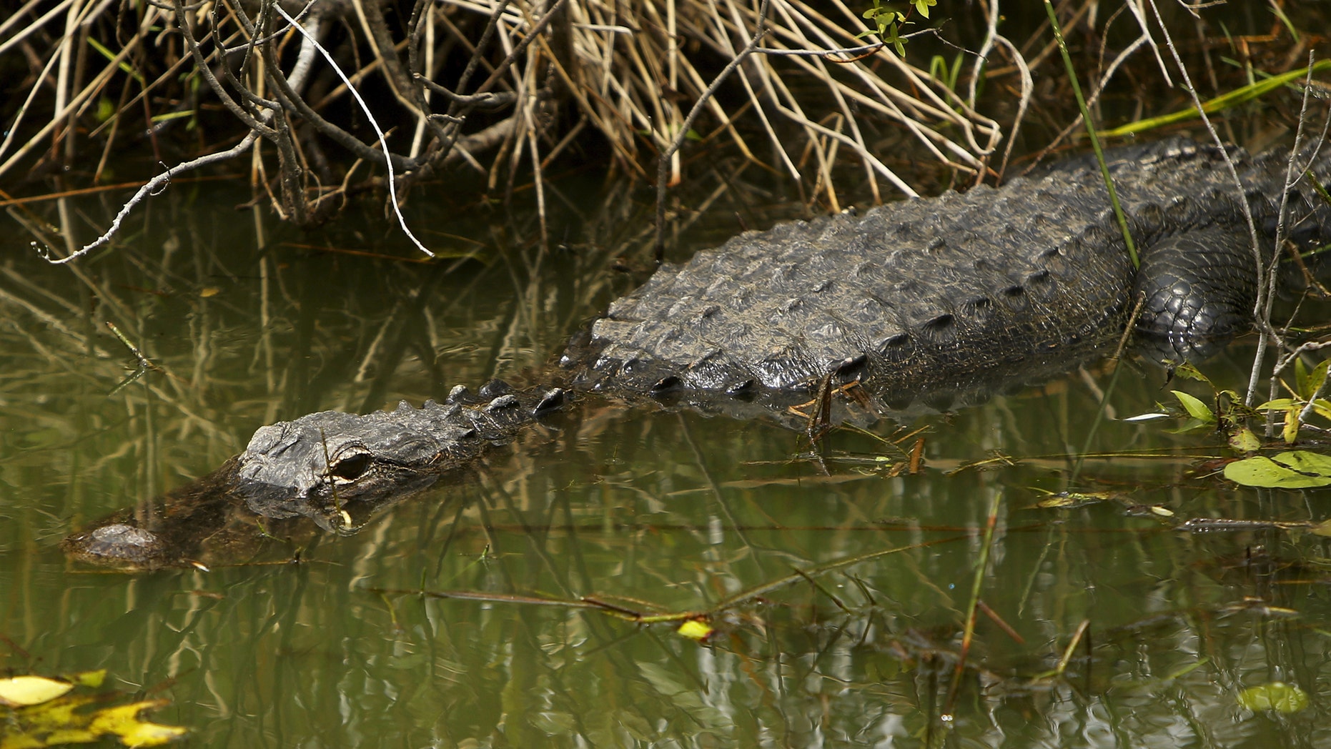 An alligator suns itself along the Anhinga Trail at Everglades National Park, Florida April 22, 2015. U.S. President Barack Obama is visiting the subtropical swamps of the park on Wednesday, part of a push to get Americans thinking and talking about the damage climate change is causing close to home. REUTERS/Jonathan Ernst - RTX19VEA