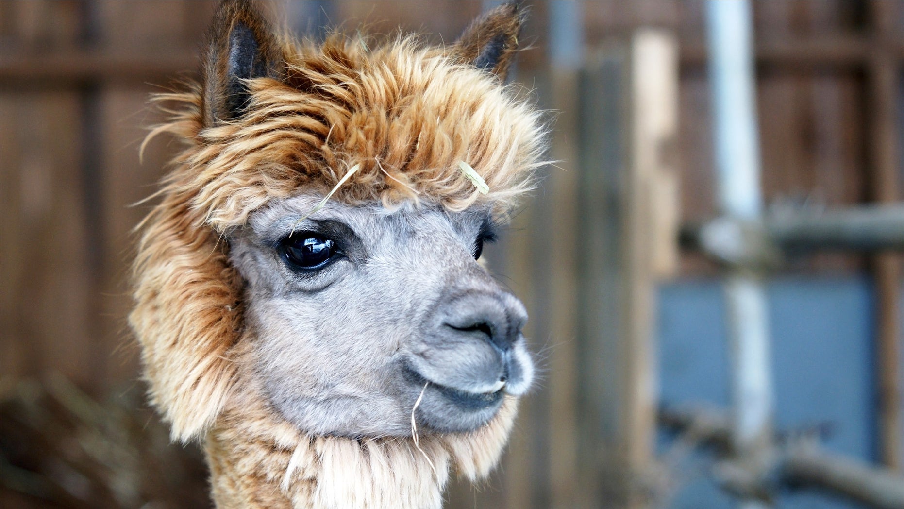 alpaca