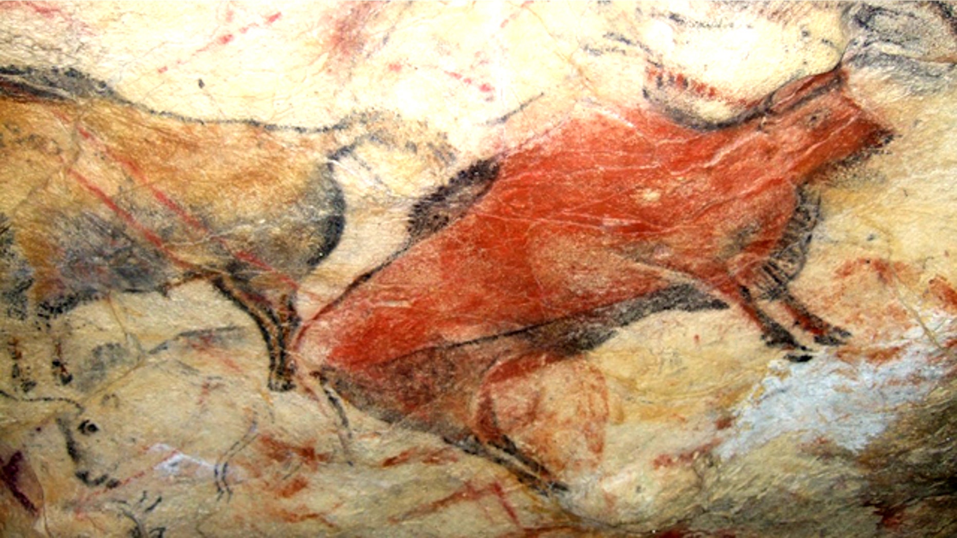 A painted bison on the ceiling of Altamira cave in Spain. The cave is closed to the public because human incursions have caused damage to the 14,000-year-old paintings.