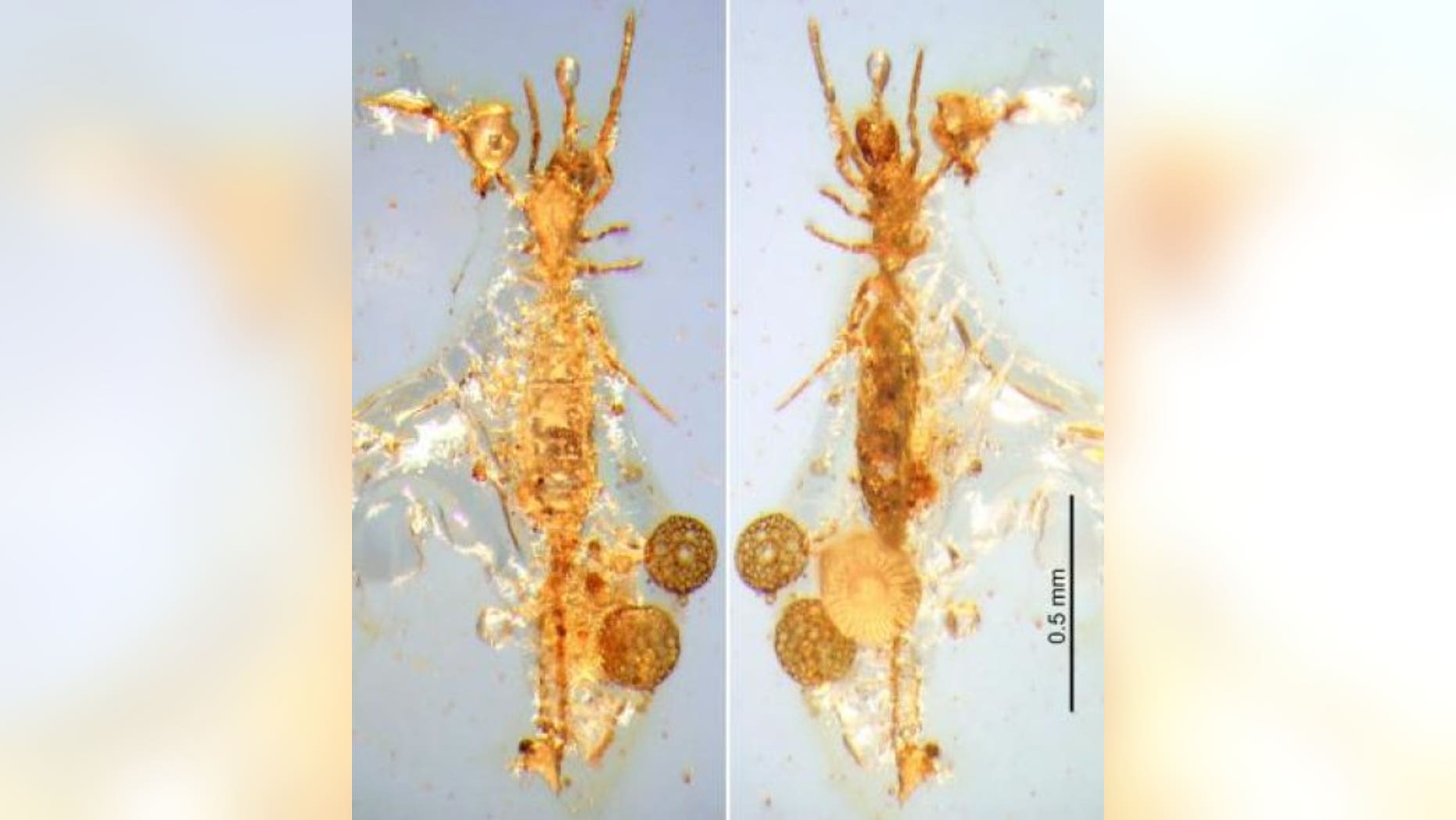 This is a photograph of Electrokoenenia yaksha. (Michael S. Engel)