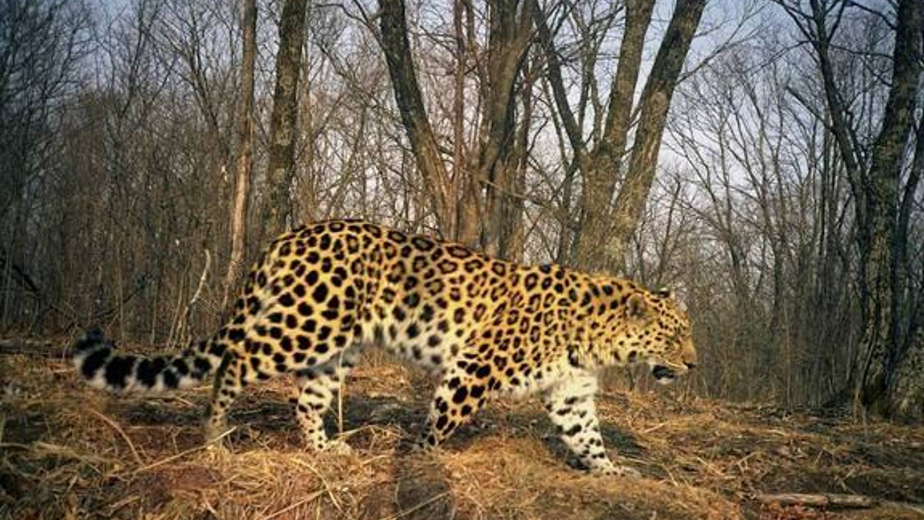 An Amur leopard is caught on camera at Land of the Leopard National Park in Russia.