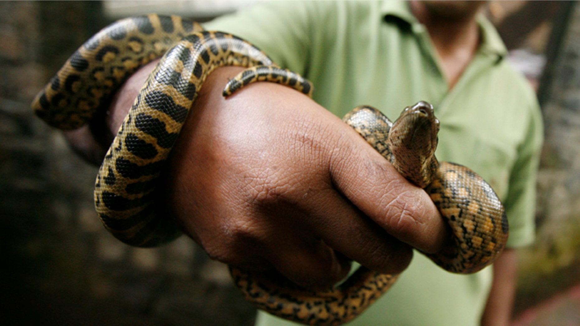 FILE: A 16-foot green anaconda is on the loose in a New Jersey lake.