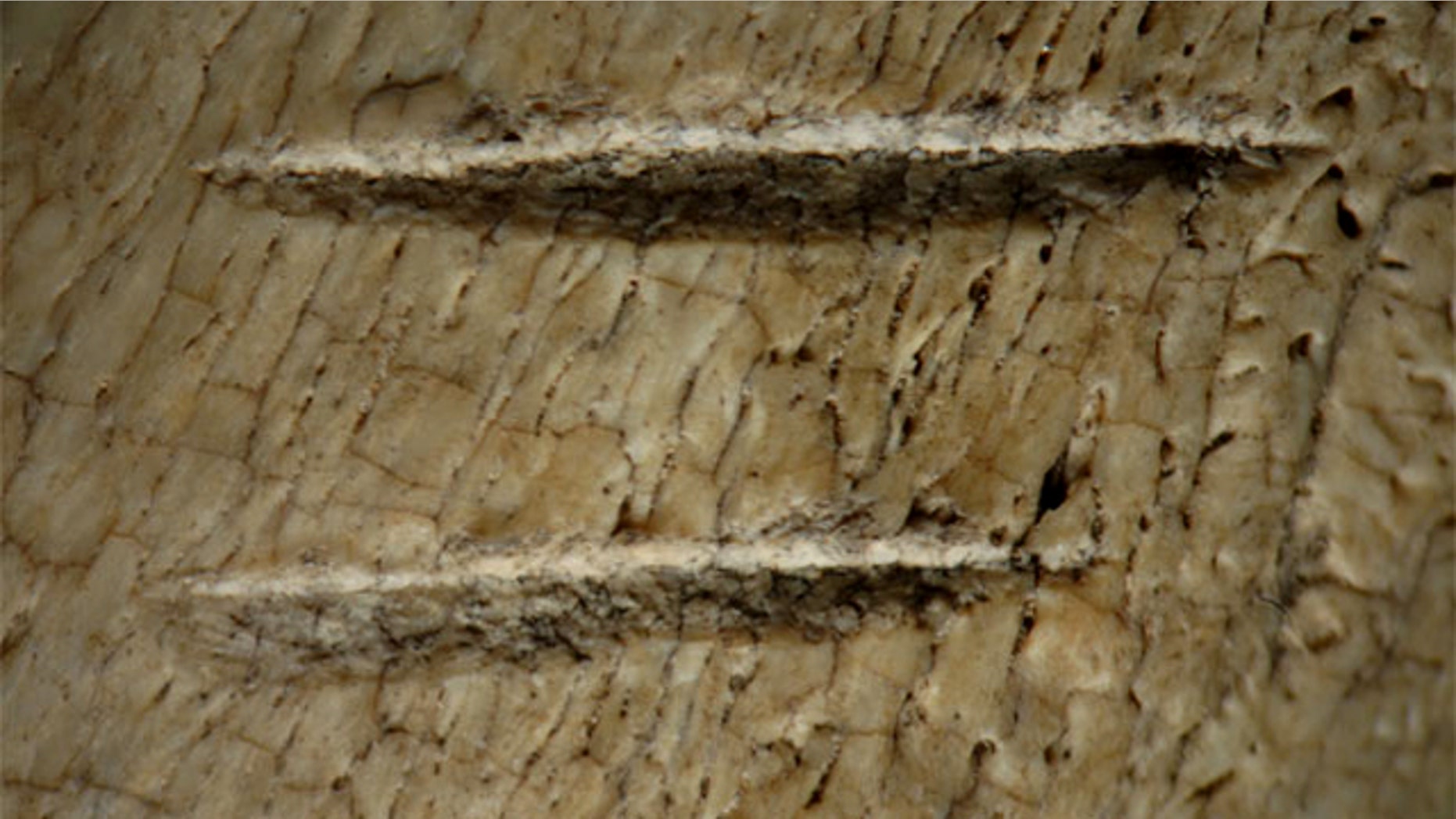 Scientists noticed two parallel cut marks made by stone tools cutting into tissues on the rib of a cow-sized or larger ungulate, suggesting our human ancestors were ripping meat from the bones.
