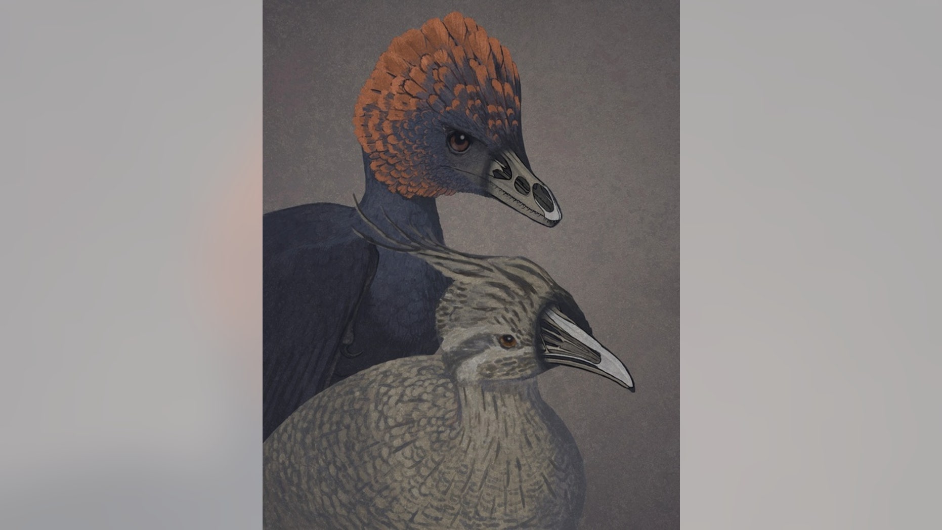 An artist rendition of the non-avian dinosaur Anchiornis (left) and a tinamou, a primitive modern bird (right), with snouts rendered transparent to show the premaxillary and palatine bones.