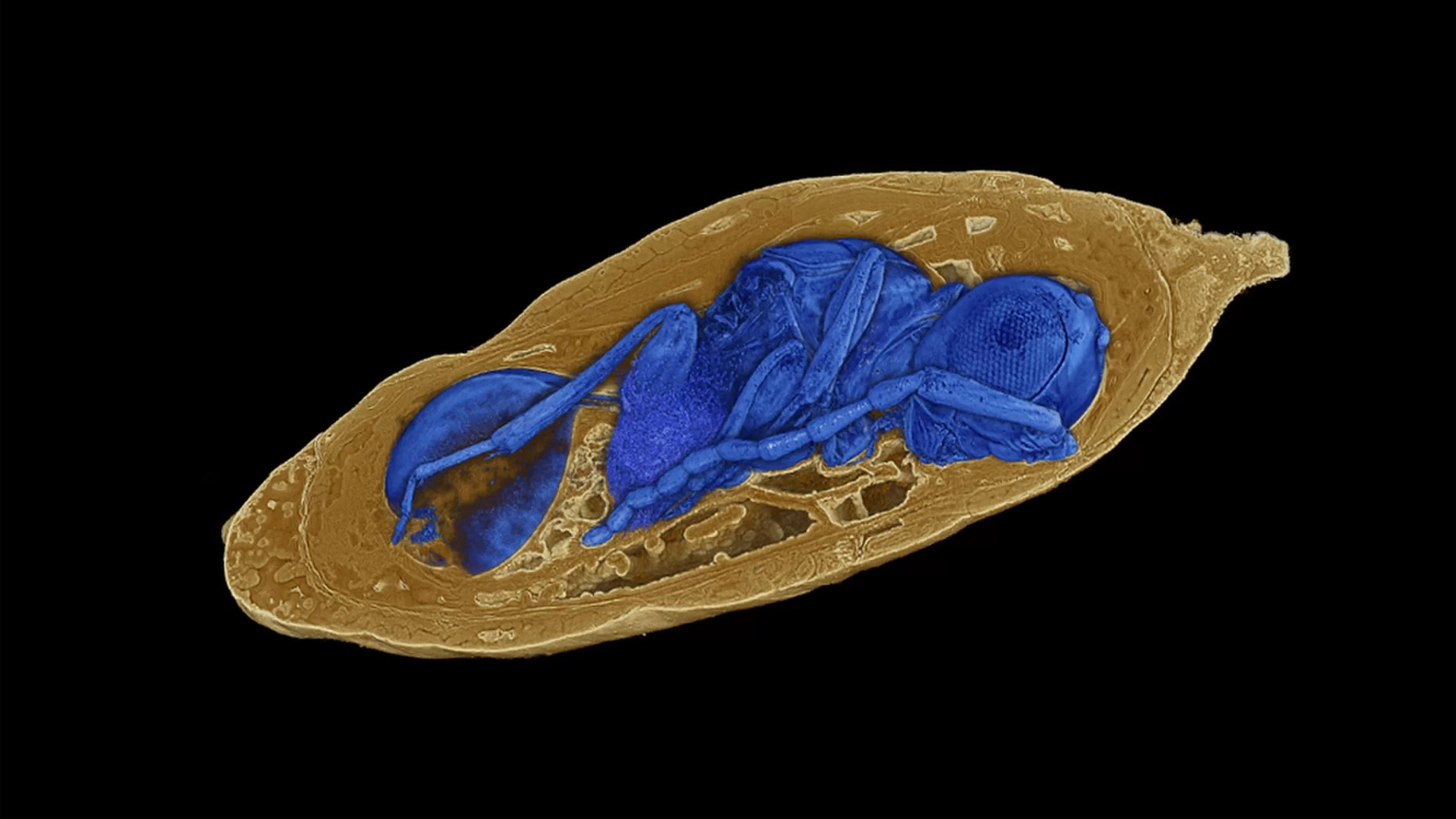 X-ray imaging reveals concealed parasitoid wasps inside mineralized fly pupae. Credit: Photo: Georg Oleschinski/Rendering: Thomas van de Kamp
