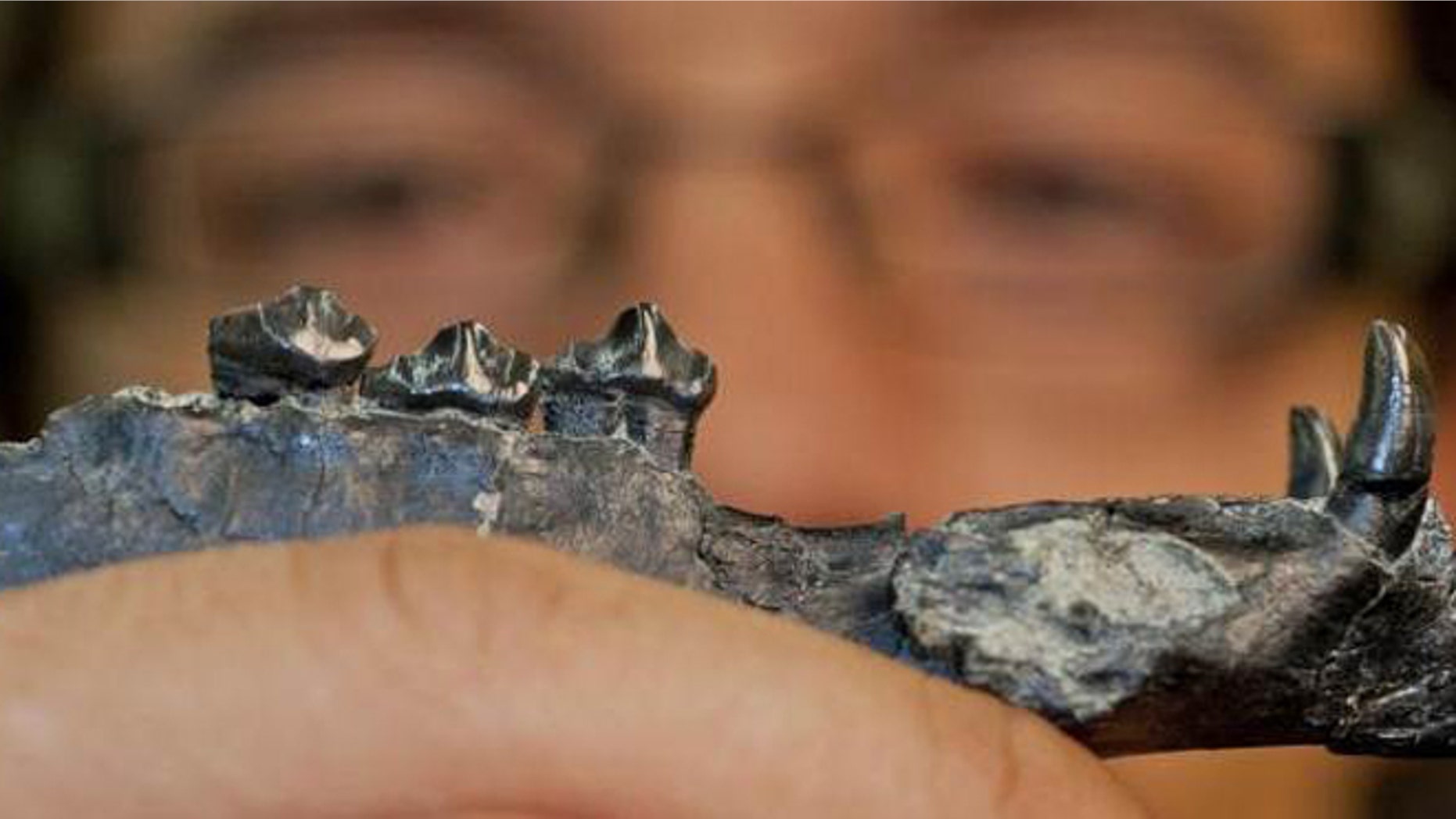 University of Florida researcher Aldo Rincon holds out the lower jaw of Aguascalieta panamaensis, a newly described species of ancient camel. The 20 million-year-old fossil specimen was recovered from the Las Cascadas formation in Panama.