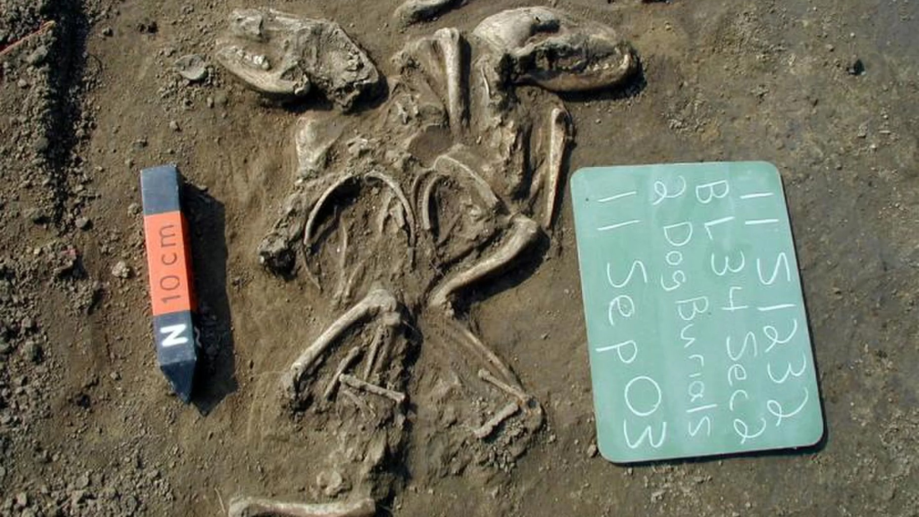 Two dogs buried together in Illinois. The remains date back to between 660 to 1,350 years ago. Credit: Courtesy of Illinois State Archaeological Survey, Prairie Research Institute.