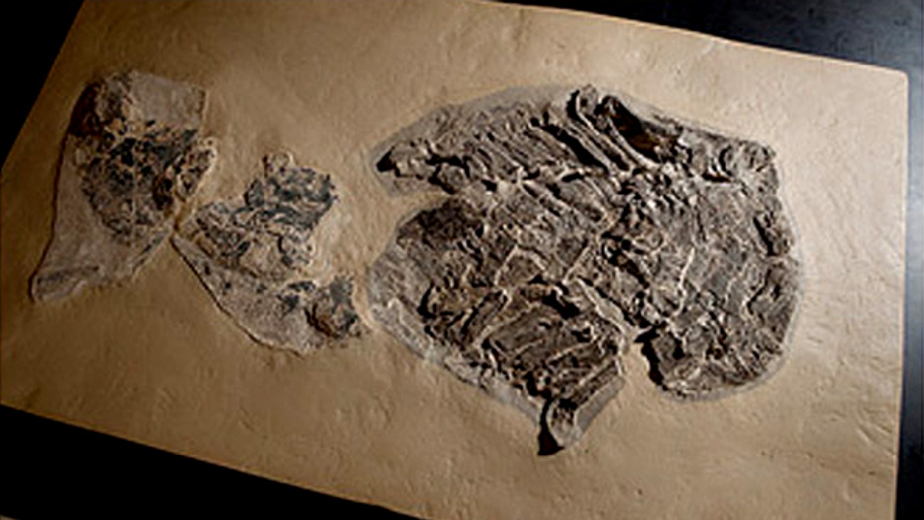 A Gladbachus shark fossil used in the research, pictured in the scientists' lab.