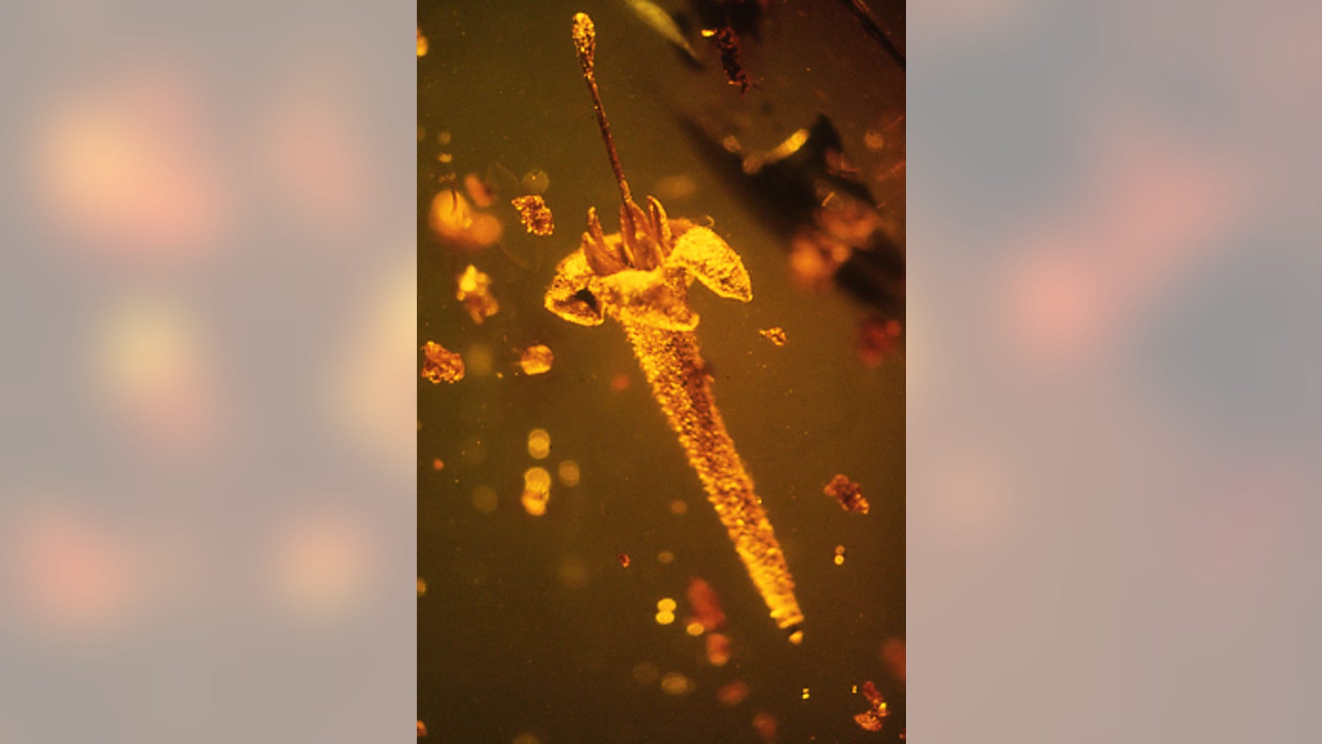 The new fossil flower Strychnos electri in its original Dominican amber piece of mid-Tertiary age. The whole flower is less than 20 mm long and is the first finding of an asterid flower in amber from the New World. (George Poinar)