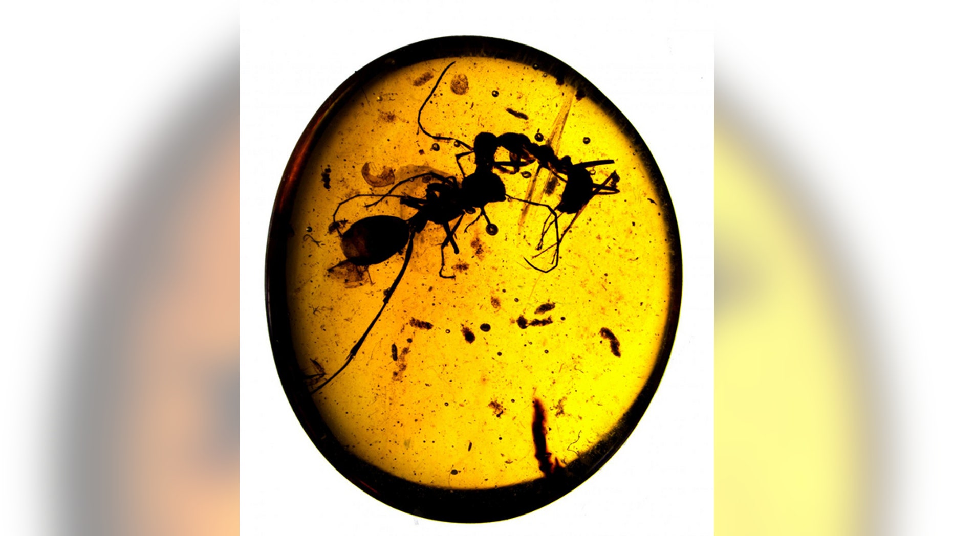 Two 99-million-year-old ant species frozen in eternal battle.