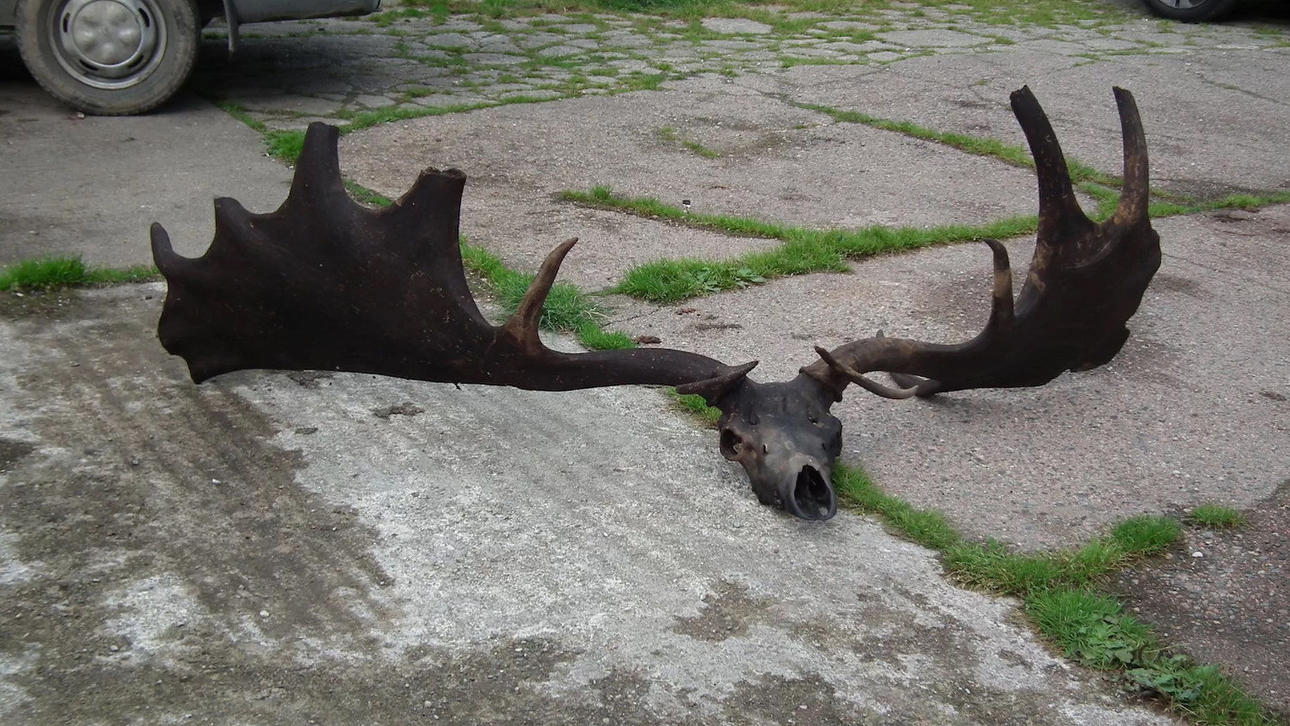 Fishermen caught quite the catch with this enormous skull and antlers from an extinct Irish elk. Credit: Pat Grimes/Ardboe Heritage