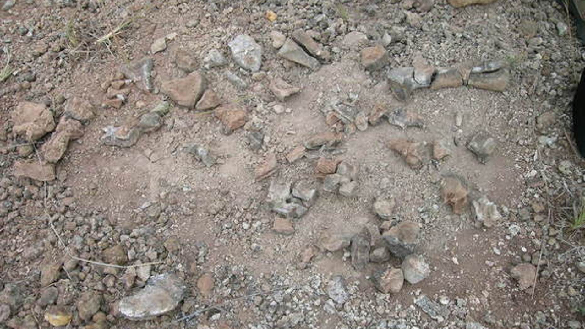 A collection of the reptilian fossils that date back to the Middle Triassic.