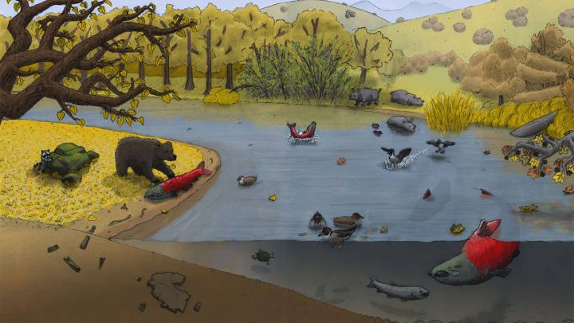 An ancient California river scene, illustrated by Jacob Biewer, depicts the giant salmon.
