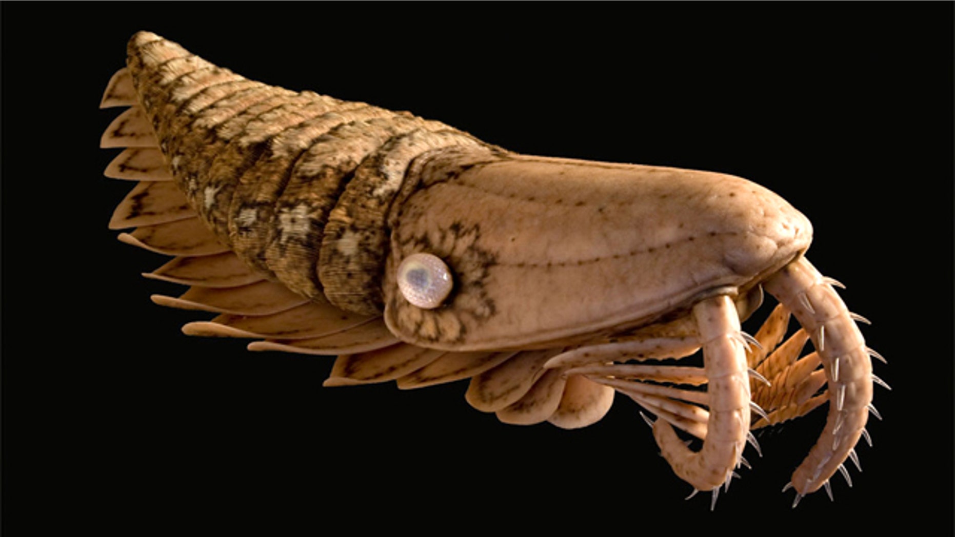 Ancient shrimplike creatures called anomalocaridids had long, spiny head limbs presumably used to snag prey, and a series of blade-like filaments in segments across the animals back, which scientists think might have functioned as gills.