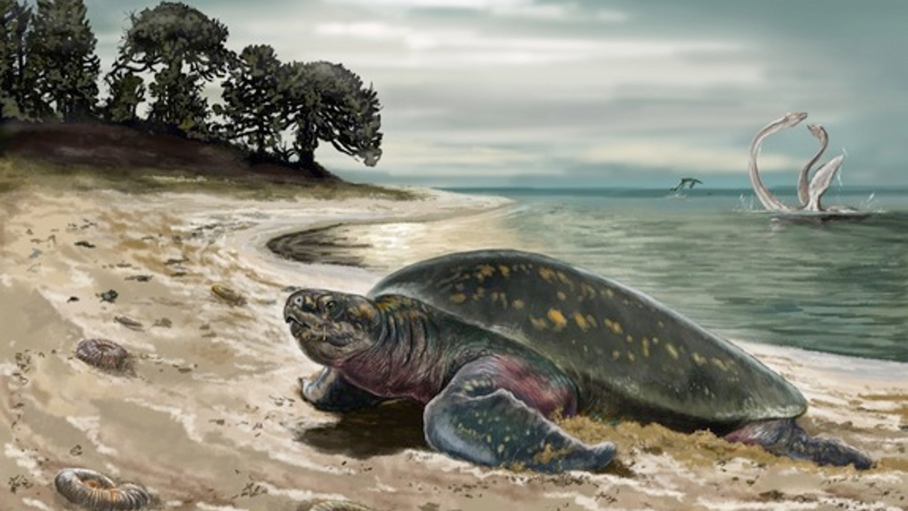 An illustration of the now-extinct sea turtle <em>Desmatochelys padillai</em>.