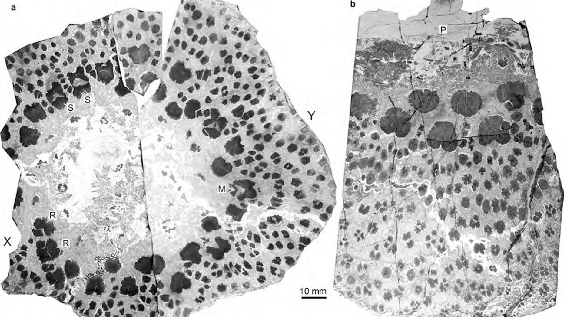 A cross section of the ancient tree. Each of the black dots has its own tree ring series, unlike modern trees, which usually have just one tree ring series in their trunks.