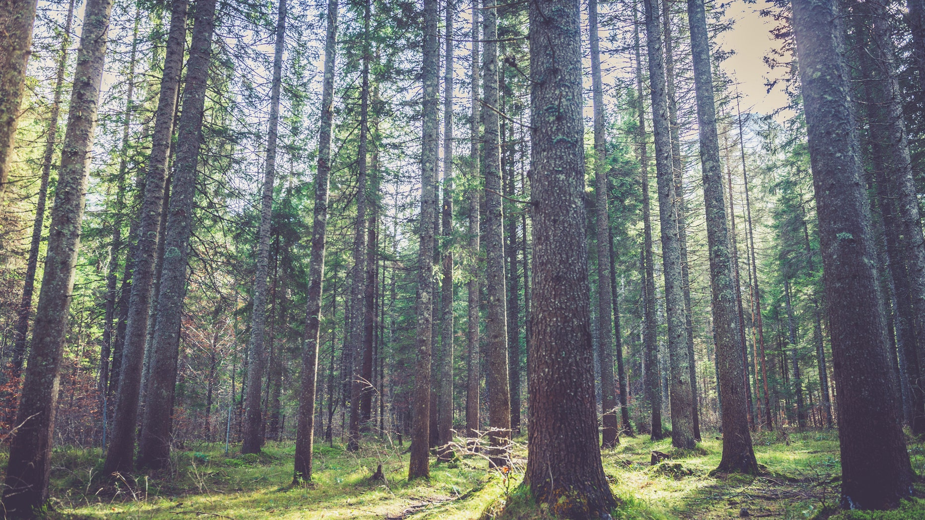 File photo: Forest in the mountains. Alps, Europe. All logos removed. Nikon. (Credit: iStock)