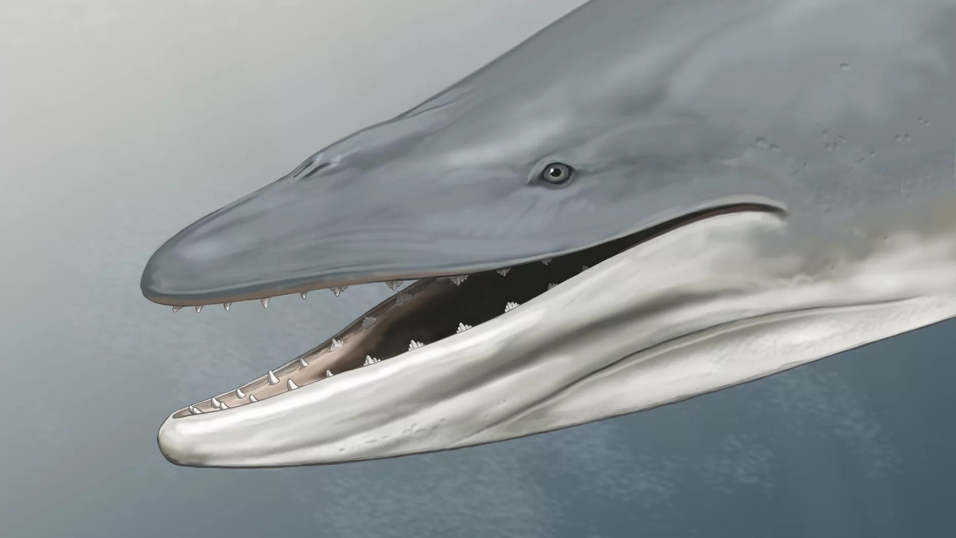 This is an artist's reconstruction of Llanocetus denticrenatus, an ancient whale with teeth. Credit: Carl Buell