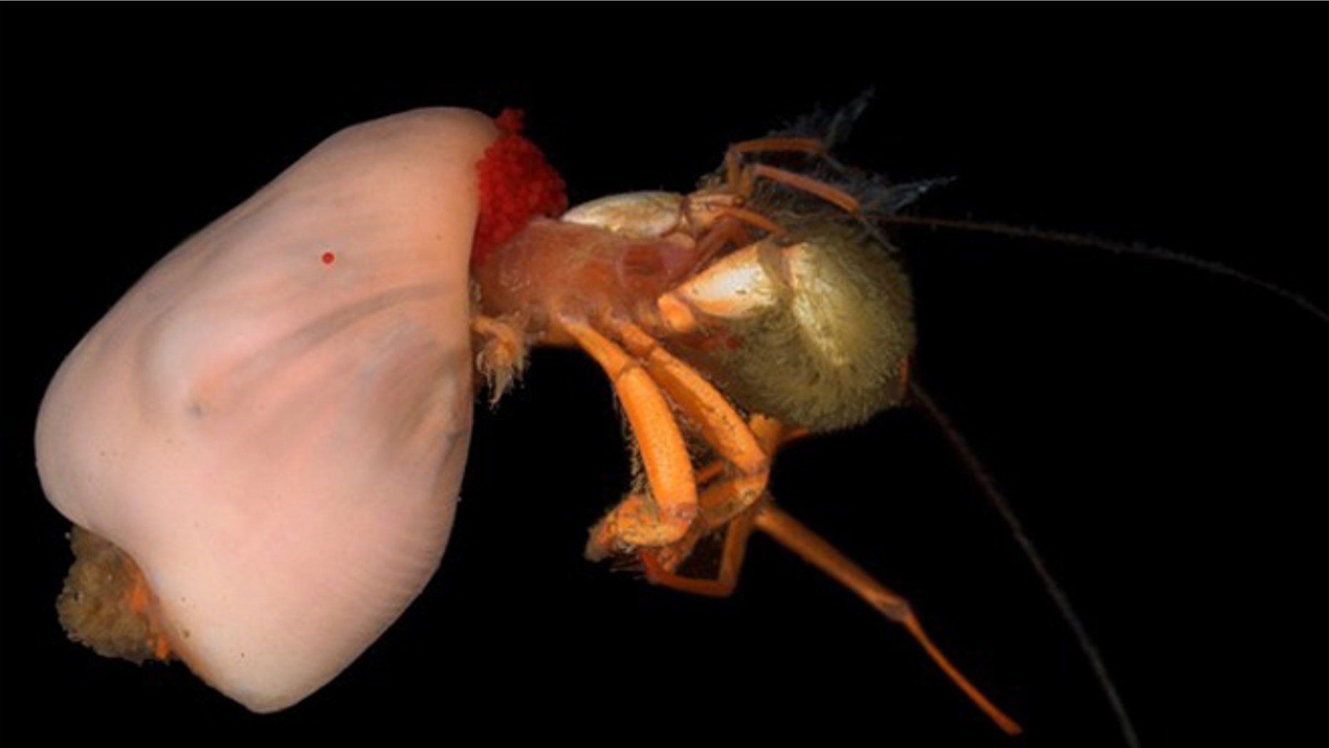 Deep sea symbiosis: A hermit crab uses an anemone as a shell.