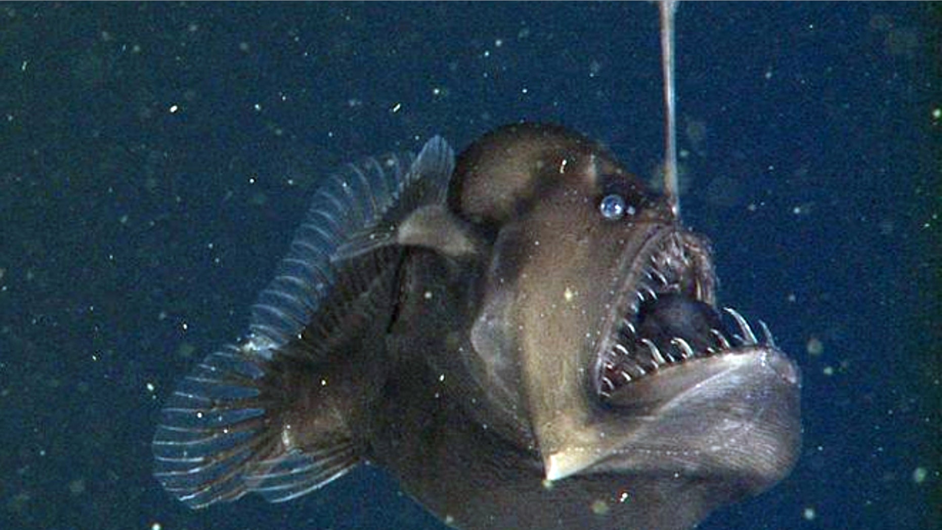 Research team captured first-ever video of a rarely-seen denizen of the deep called the black seadevil while conducting a dive in Monterey Bay, Calif.