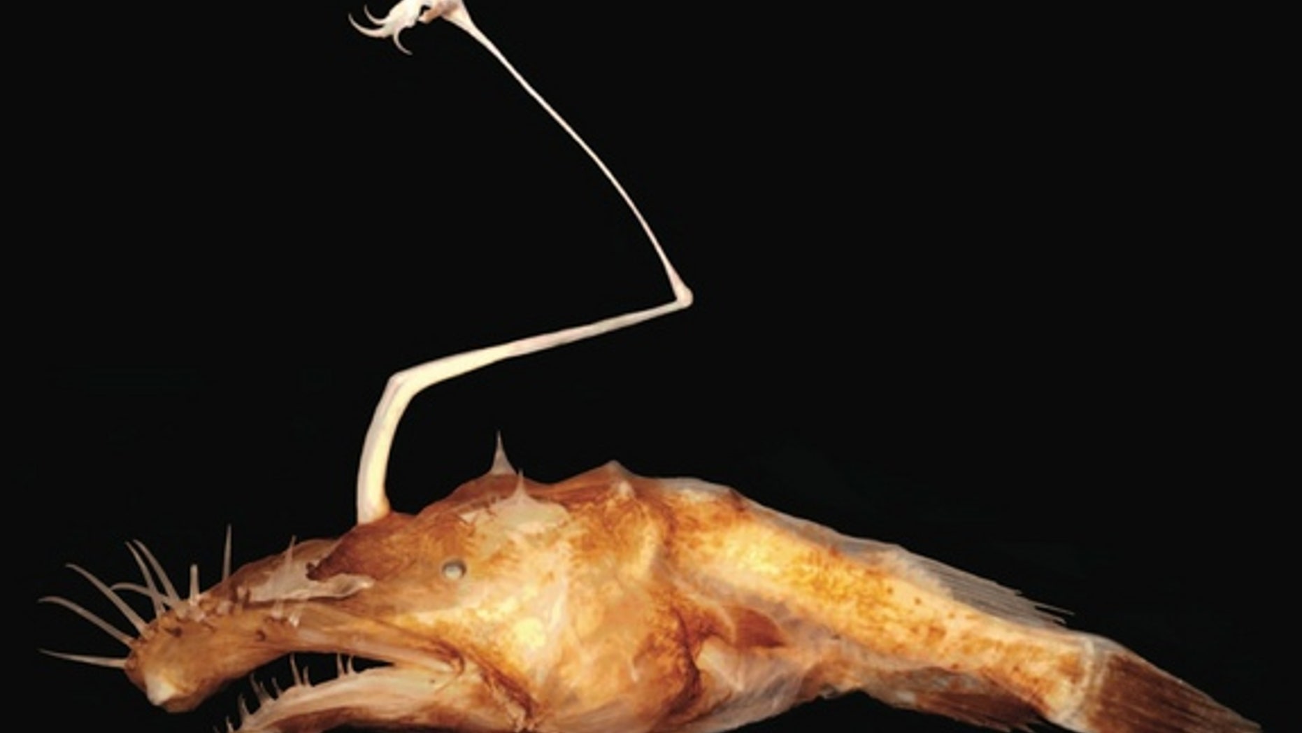 A female of the newfound <em>Lasiognathus dinema</em> species from the Gulf of Mexico.