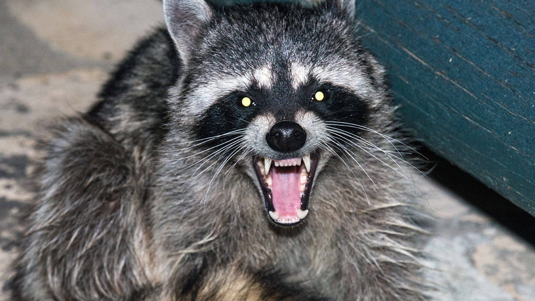 raccoon growl