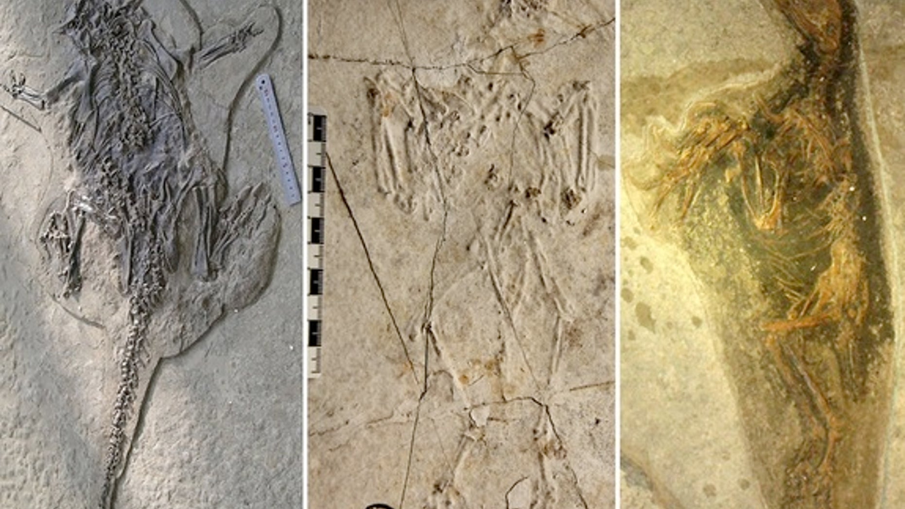 Photos show the typical entombing poses of the Jehol terrestrial vertebrate fossils (a, Psittacosaurus; b-c, Confuciusornis). This boxer-like pose is typical of victims of pyroclastic density currents, resulting from postmortem tendons and musc