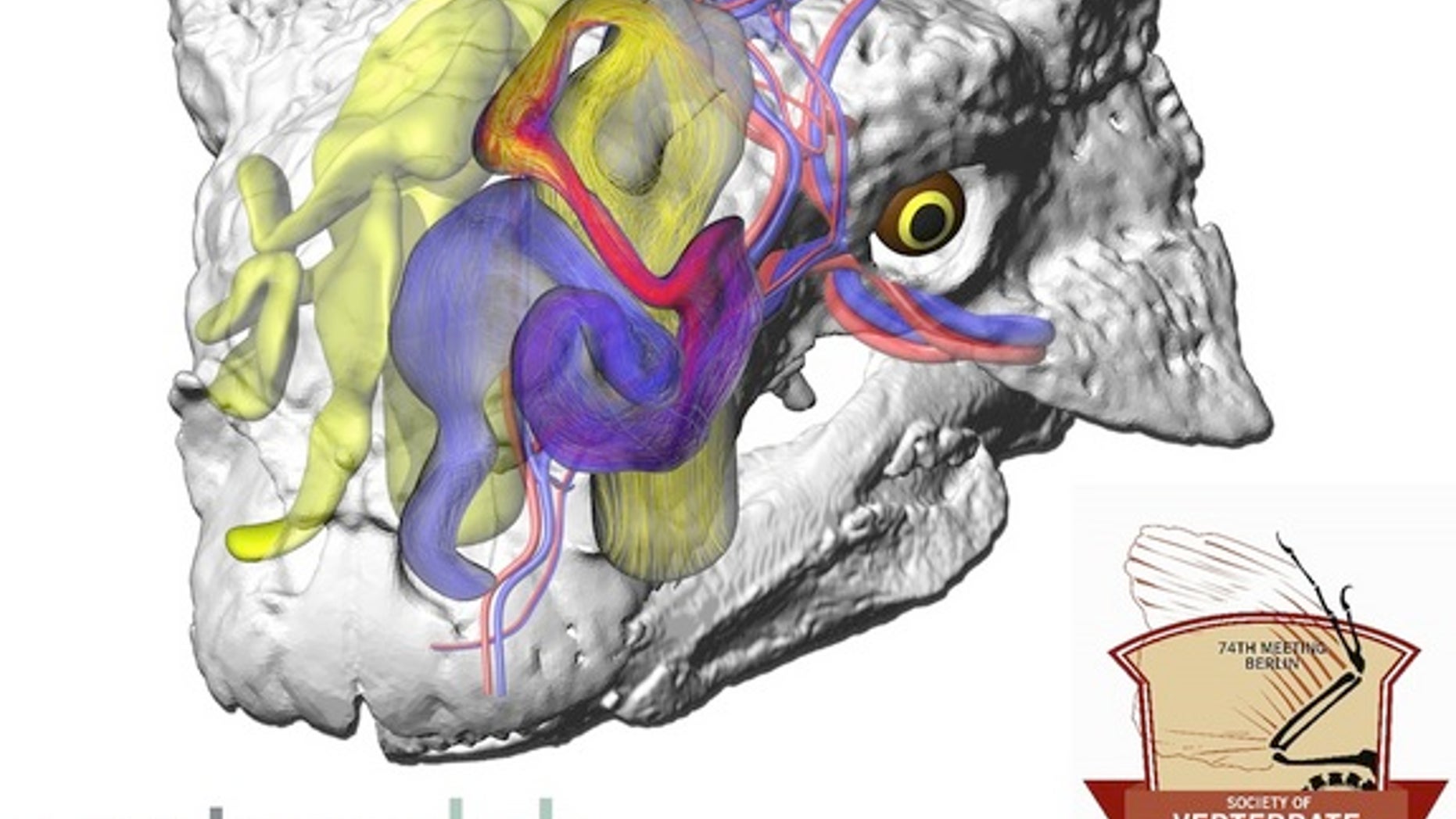 A virtual model of the skull of Euoplocephalus tutus, a tanklike ankylosaurid dinosaur from the Late Cretaceous. Air flowing through this dinosaur's convoluted nose would cool the blood headed to the brain.