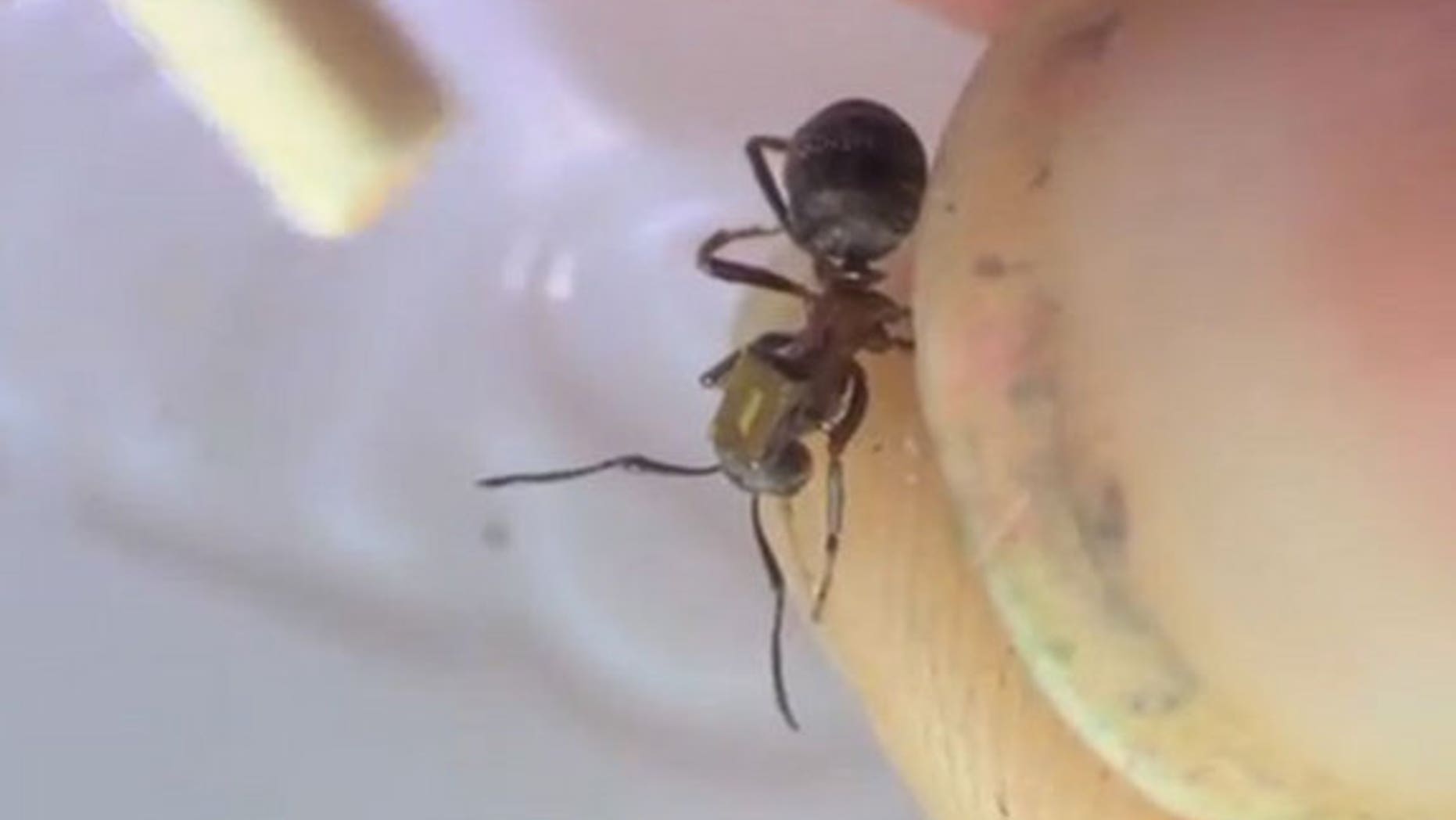 A radio tag, the metallic rectangle, has been attached to the back of this ant.
