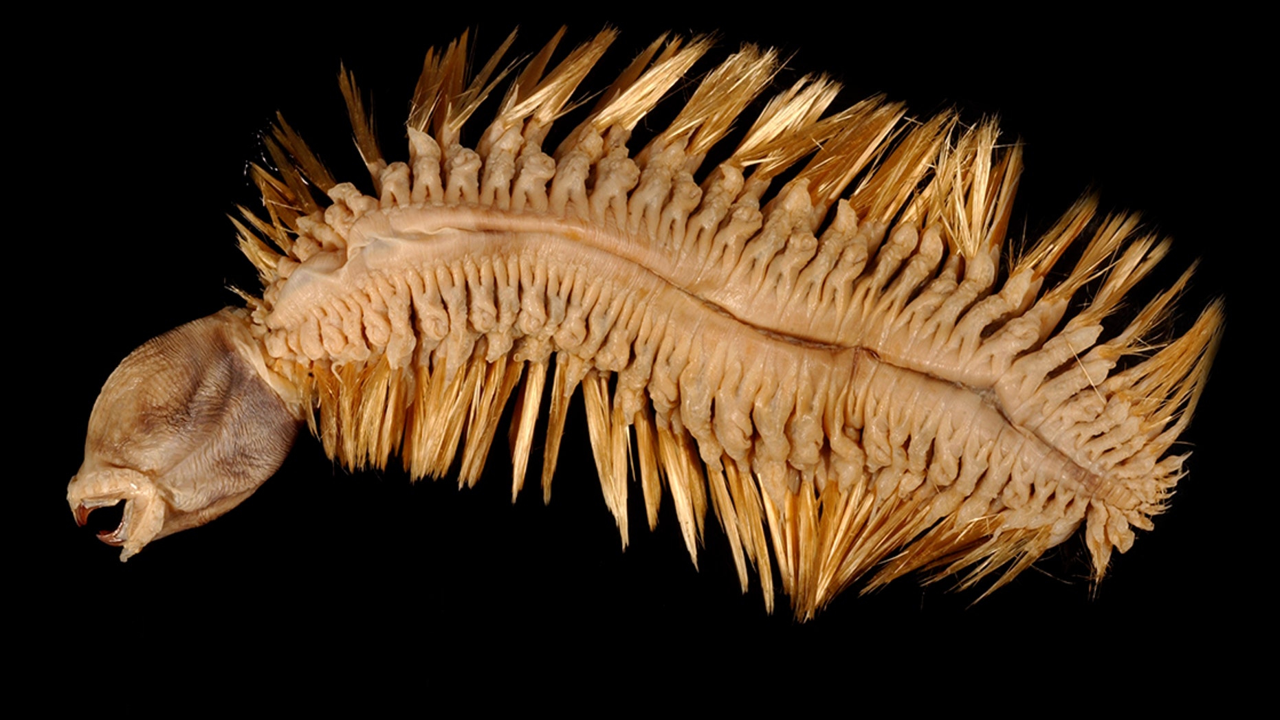 If Tim Burton designed holiday ornaments, they might look something like this bristle worm.